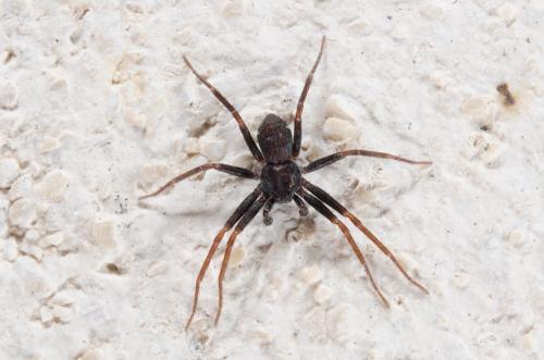 Réf. 185 888 : Pulchellodromus sp.