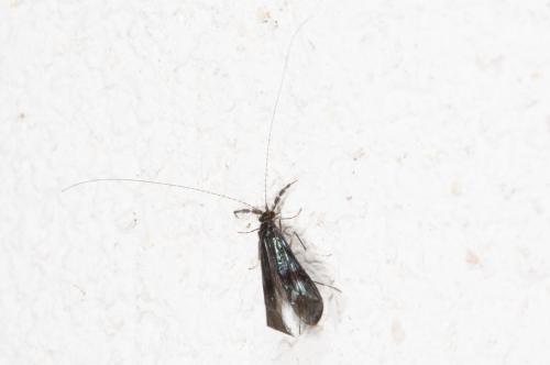 Réf. 185 890 : Mystacides sp.