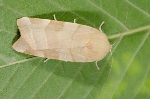 Noctua sp.
