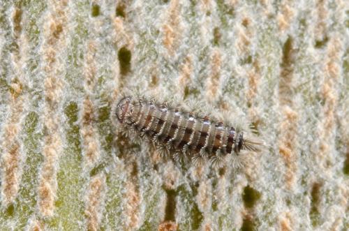 Réf. 185 786 : Polyxenus lagurus