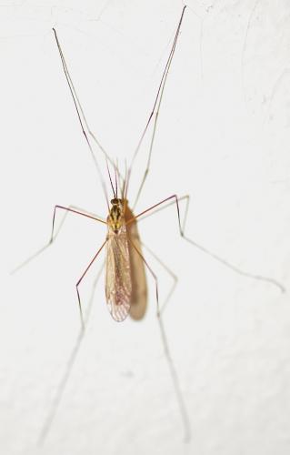 Nephrotoma flavescens