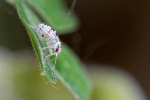 Réf. 185 776 : Deraeocoris sp.