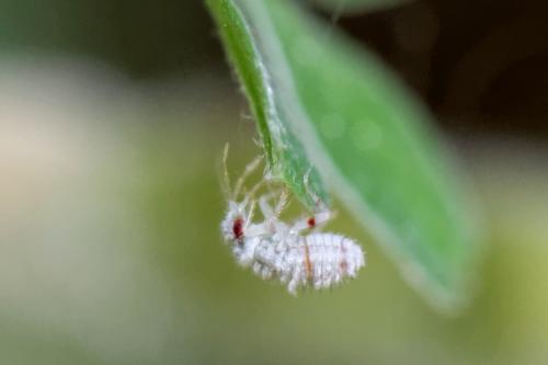 Réf. 185 702 : Deraeocoris sp.