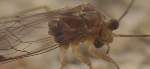 Réf. 185 924 : Mesopsocus sp.