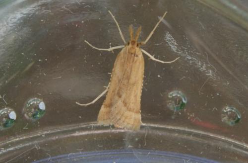 Synaphe punctalis