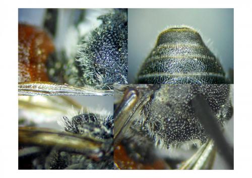 Réf. 185 937 : Dioxys cinctus