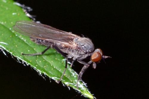 Hilara sp.