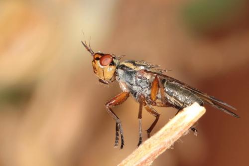 Dorycera graminum