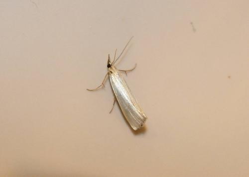 Réf. 185 318 : Crambus perlella