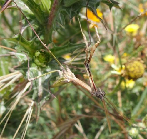 Réf. 185 492 : Empusa sp.