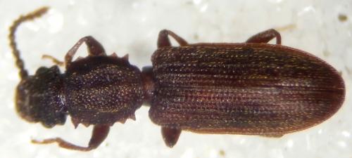 Oryzaephilus surinamensis