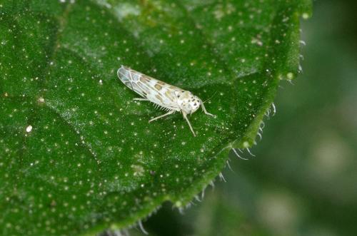 Réf. 185 718 : Eupteryx sp.