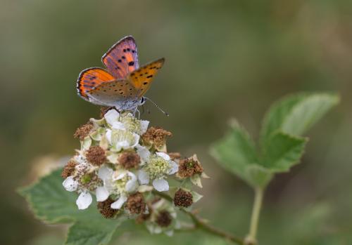 Réf. 185 136 : Lycaena alciphron
