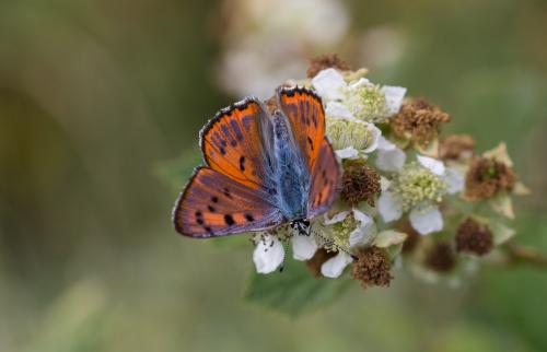 Réf. 185 137 : Lycaena alciphron