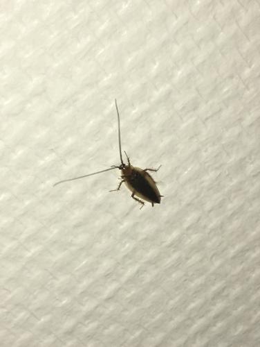 Ectobius sp.