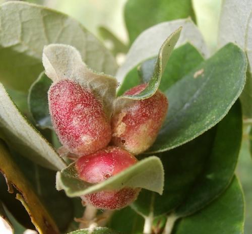 Plagiotrochus quercusilicis