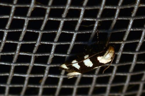 Pseudotelphusa tessella