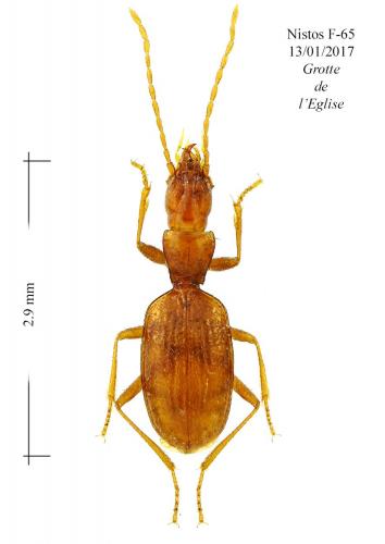 Geotrechus orcinus orcinus