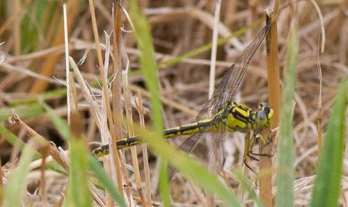 Gomphus graslinii