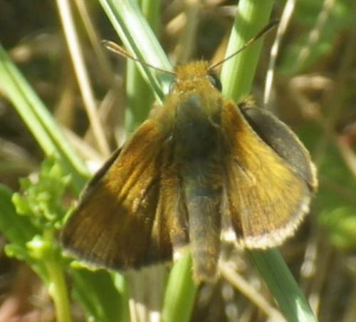 Thymelicus acteon