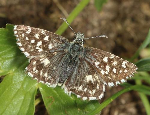 Réf. 185 862 : Pyrgus malvoides