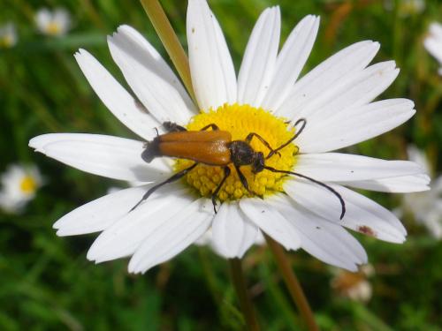 Stictoleptura fulva