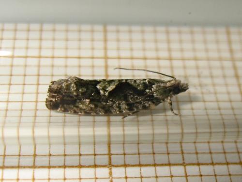 Réf. 185 981 : Zeiraphera isertana