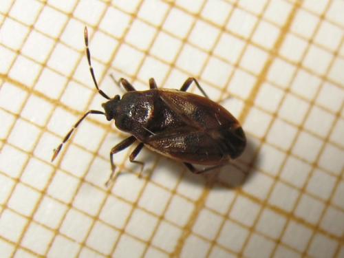 Drymus brunneus brunneus