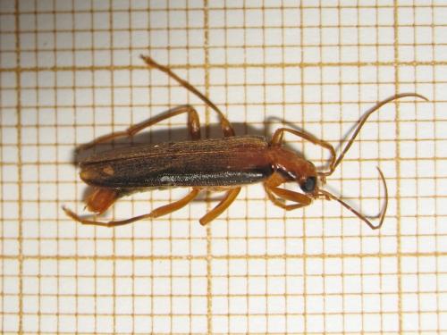 Nacerdes carniolica atlantica