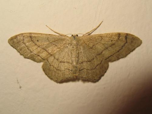 Réf. 185 984 : Idaea aversata