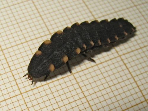 Lampyris noctiluca