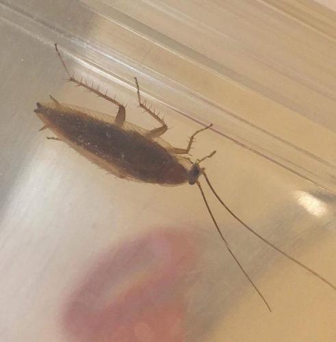 Ectobius sp.