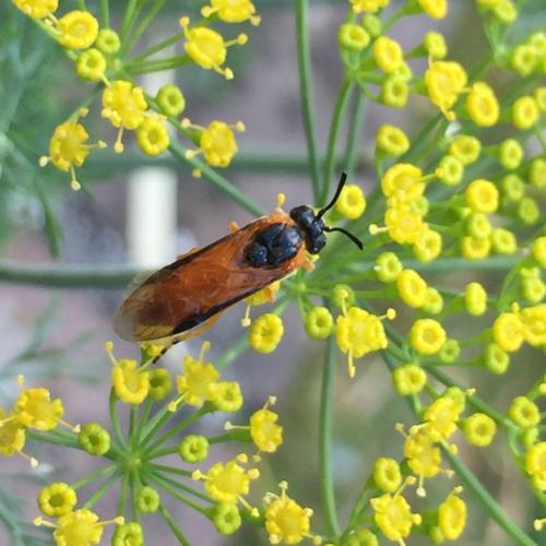 Arge ochropus