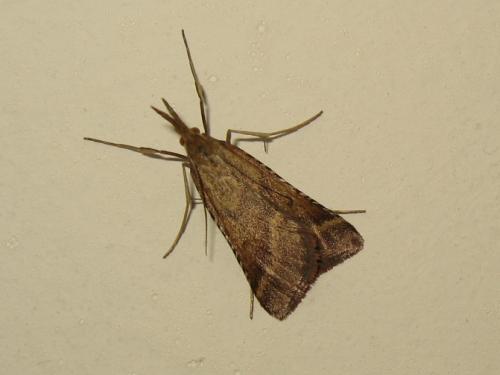 Réf. 185 983 : Synaphe punctalis
