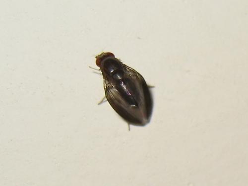 Réf. 185 473 : Stegana sp.