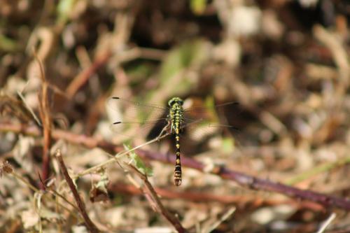 Onychogomphus forcipatus