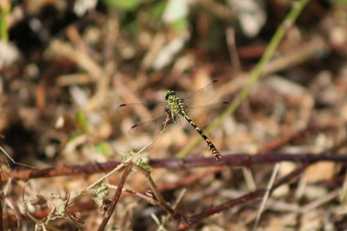Réf. 185 830 : Onychogomphus forcipatus