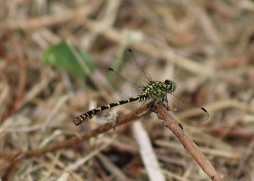 Réf. 185 831 : Onychogomphus forcipatus