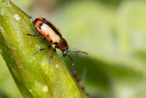 Crioceris paracenthesis