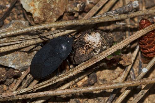 Aellopus atratus