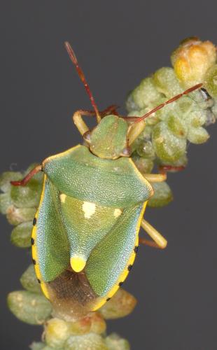 Brachynema purpureomarginatum triguttatum