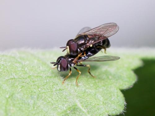 Réf. 185 097 : Paragus sp.