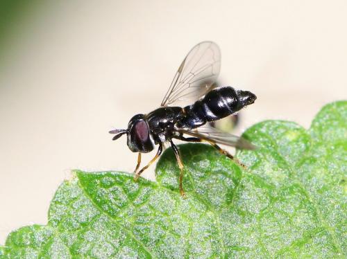 Réf. 185 098 : Paragus sp.