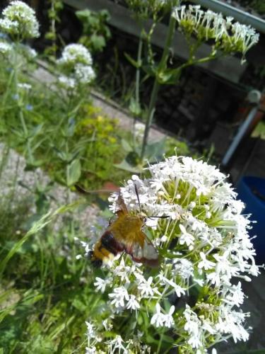 Hemaris fuciformis