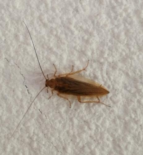 Ectobius sp.