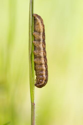 Eugnorisma glareosa