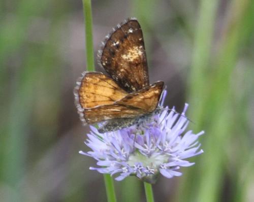 Isturgia famula