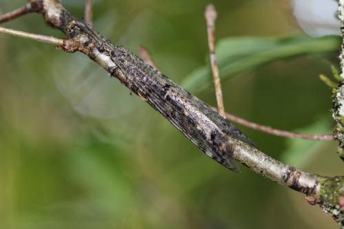 Distoleon tetragrammicus
