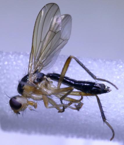 Réf. 185 661 : Parallelomma fuscipes