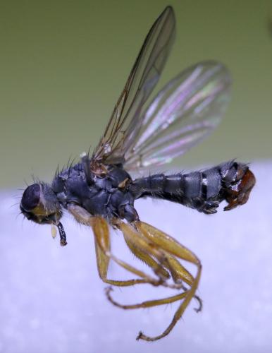 Microprosopa haemorrhoidalis